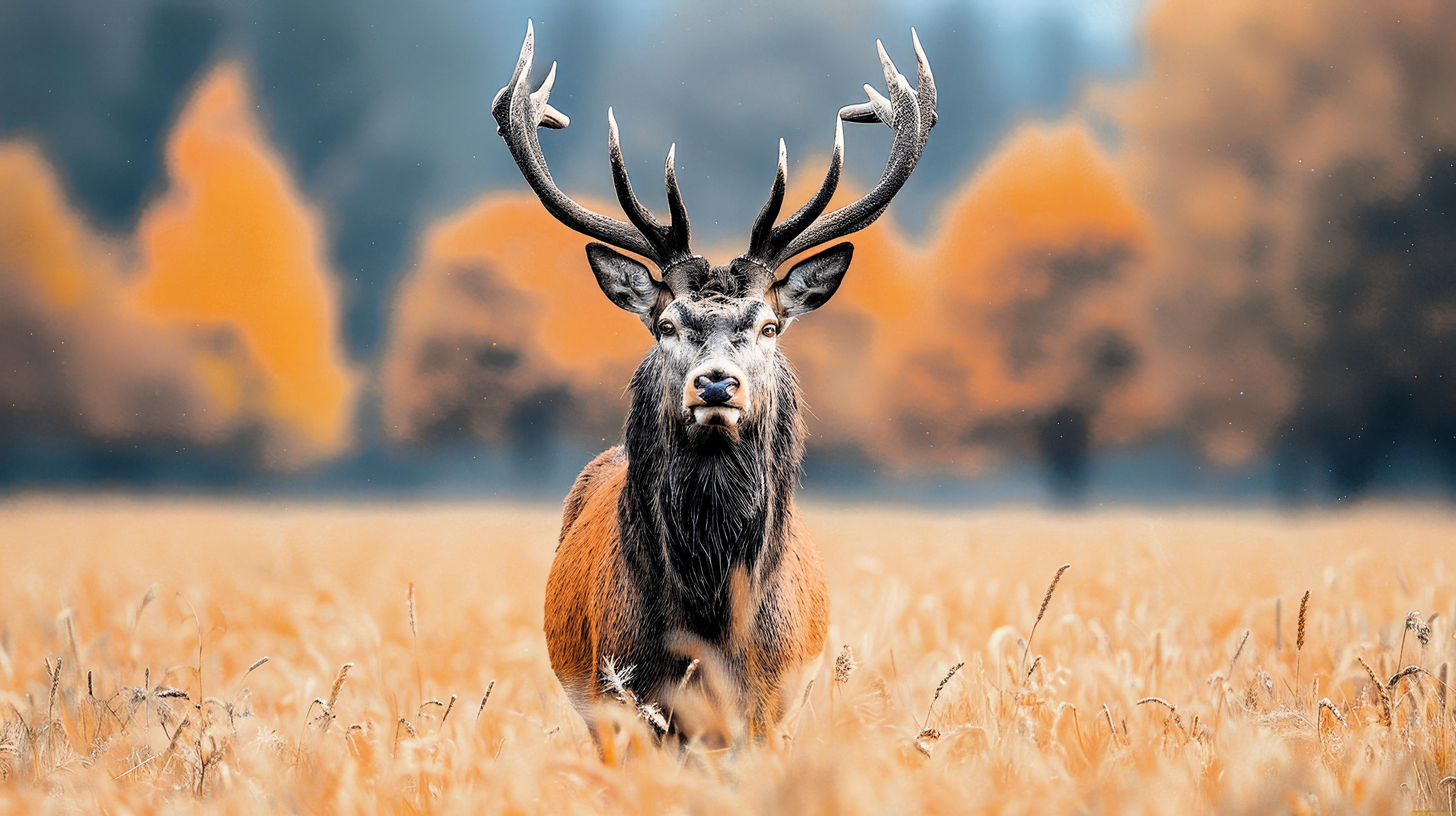 3 ,  , animals, , , , , , 